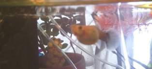 Прошивки для Китайских Телефонов